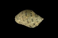 藏品(羅螺)的圖片